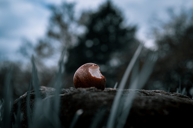 Free Apple Nature photo and picture