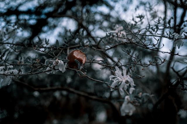 Free Apple Nature photo and picture