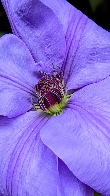 Free Clematis Flower Purple Clematis Flower photo and picture