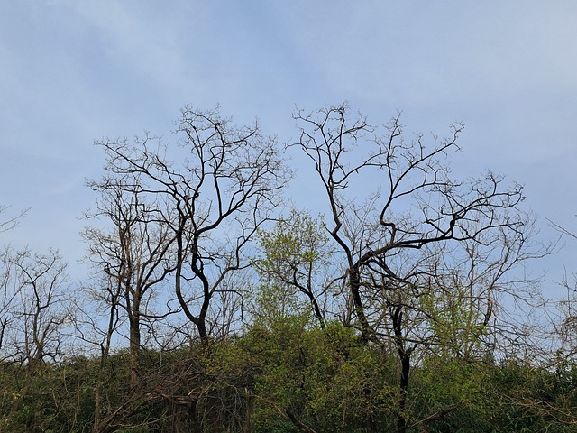 Free Ridge Spring photo and picture
