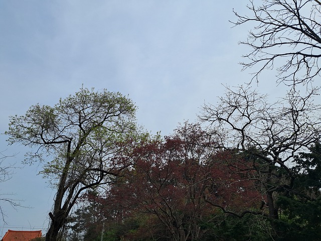 Free Tree Spring photo and picture