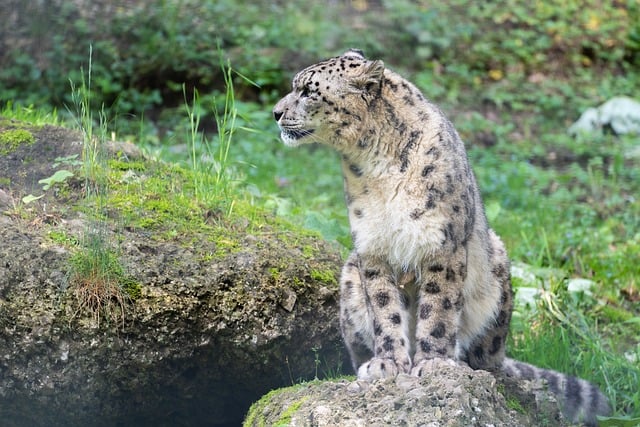 Free Snow Leopard Cat photo and picture