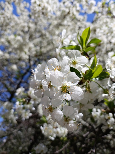 Jar, Kvitnúť, Cherry, Kvetina, Beauty