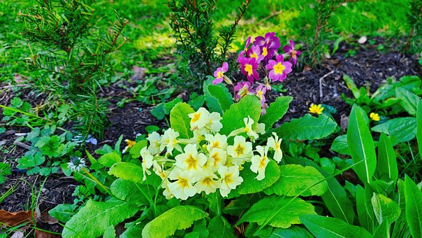 Primeln, Frühlingsblumen, Garten Bett
