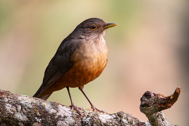 Free Bird Nature photo and picture