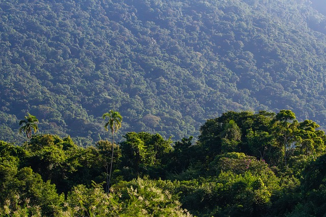 Free Forest Nature photo and picture