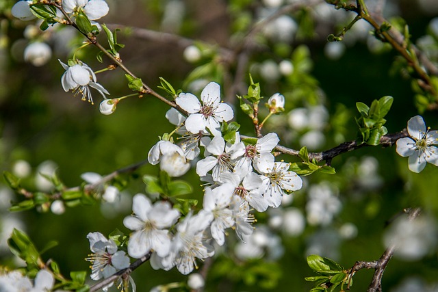 Free Jar Flower photo and picture