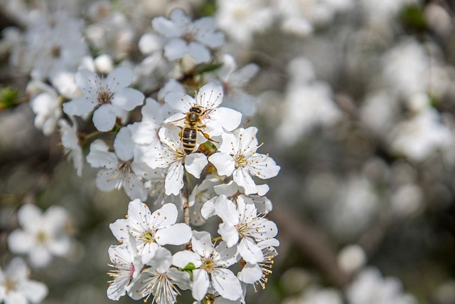 Free Flower Nature photo and picture