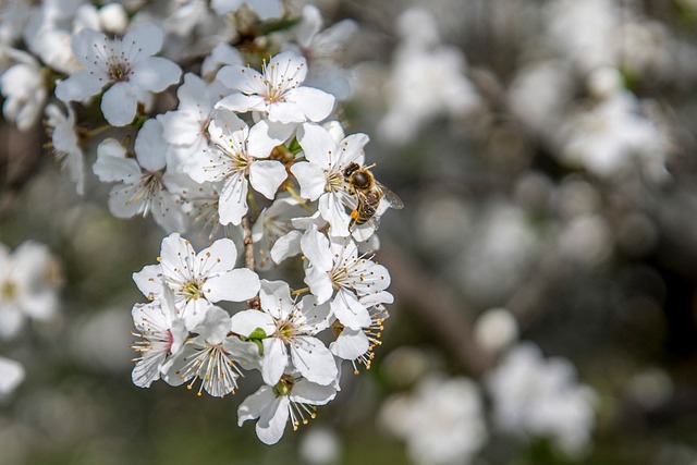 Free Jar Flower photo and picture