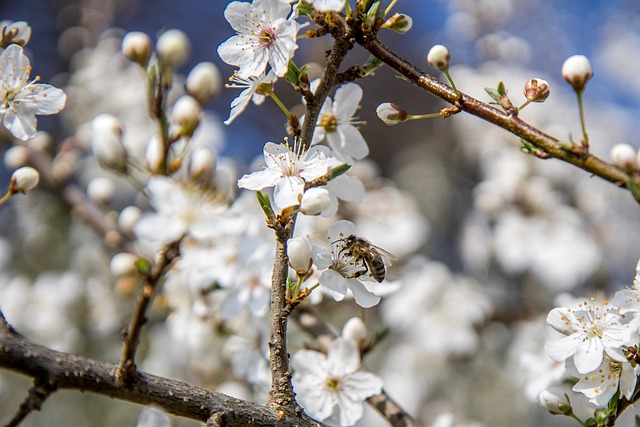 Free Jar Flower photo and picture