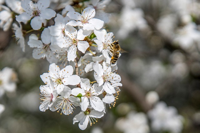 Free Jar Flower photo and picture