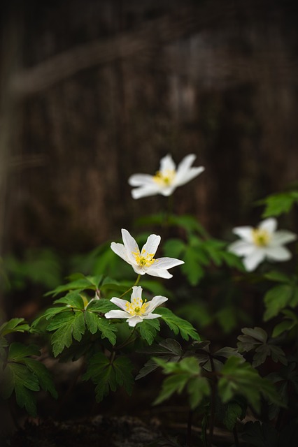 Free Wood Anemone Nature photo and picture