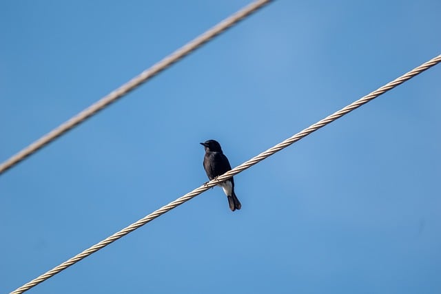 Vogel, Draad, Baars, Dieren In Het Wild