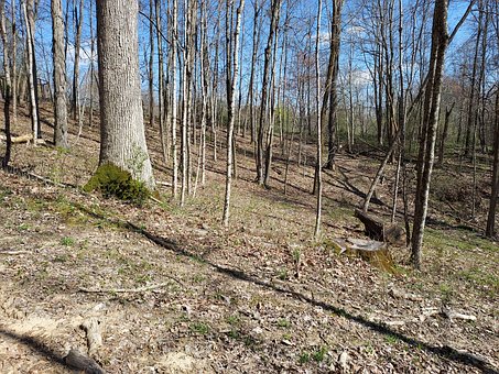 Free Woods Forest photo and picture