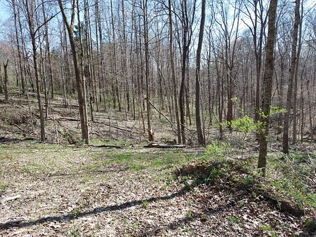 Free Woods Forest photo and picture