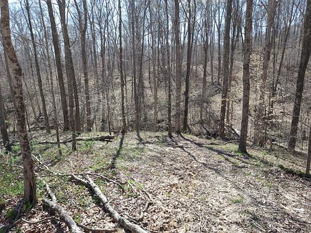 Free Spring Nature photo and picture
