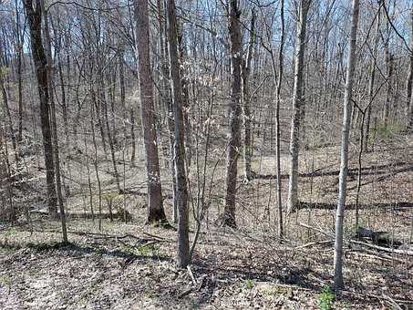Free Spring Nature photo and picture
