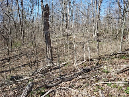 Free Spring Nature photo and picture