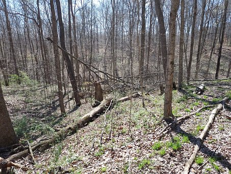Free Spring Nature photo and picture