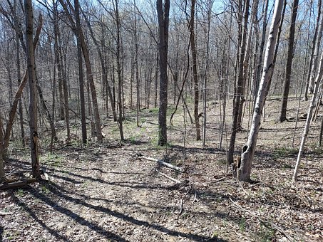 Free Spring Nature photo and picture