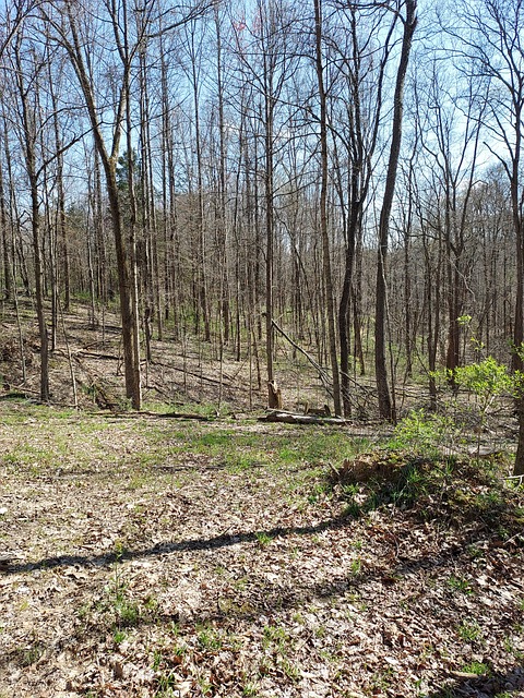 Free Spring Nature photo and picture
