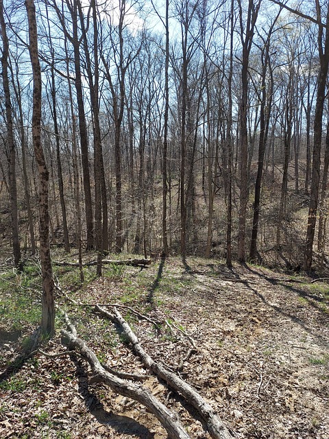 Free Spring Nature photo and picture