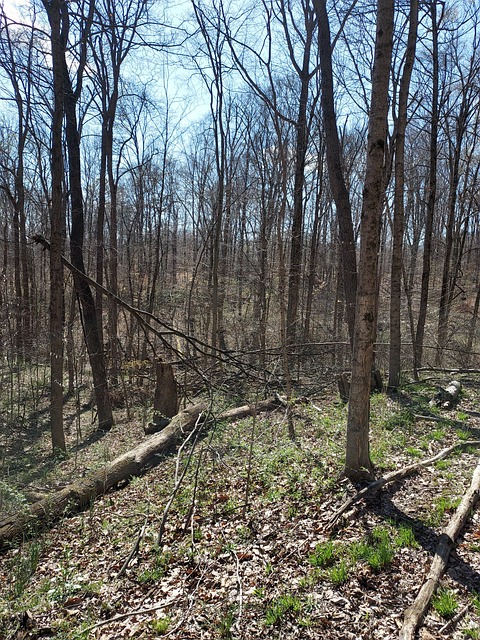 Free Spring Nature photo and picture