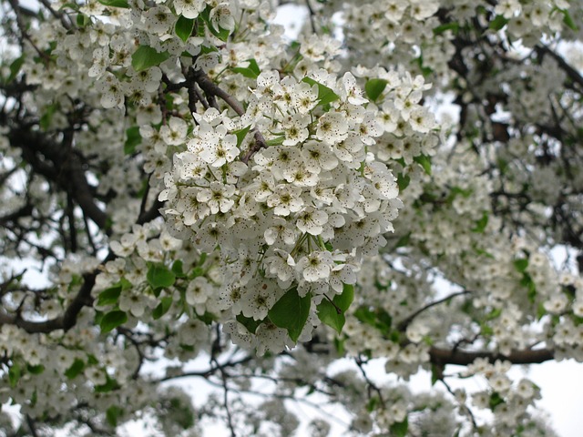 Free Blossom Nature photo and picture