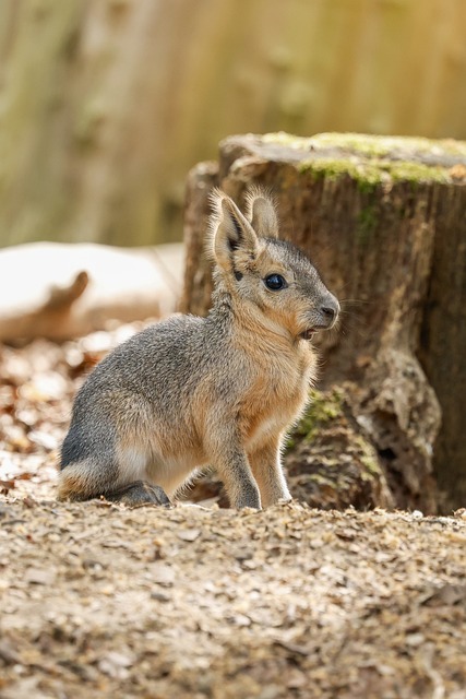 Hare Rabbit Animal - Free photo on Pixabay