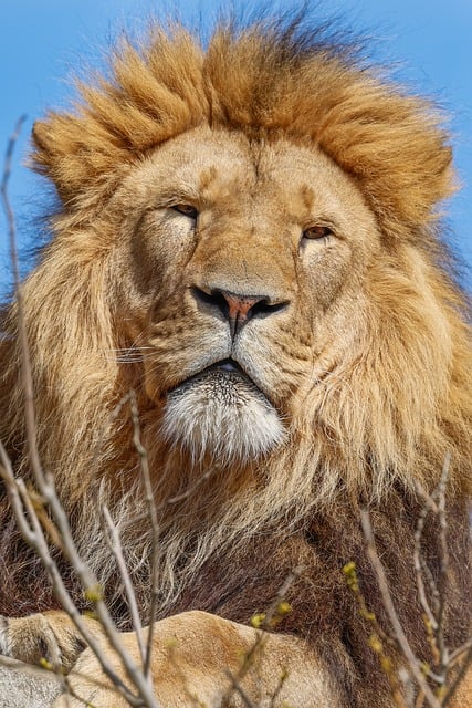 Lion Nature Animal - Free photo on Pixabay