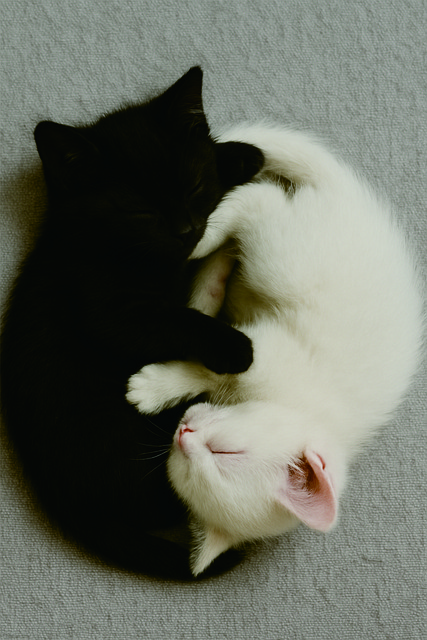 Katze, Katzenliebhaber, Yinyang
