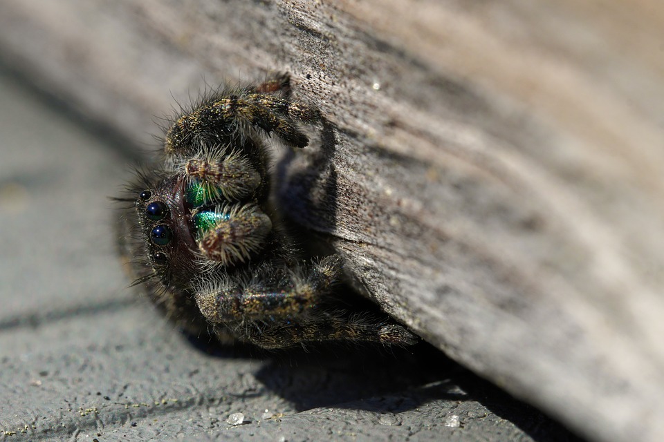 Araña Jumping Spider Fauna - Foto gratis en Pixabay