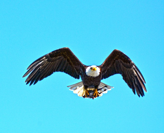 Adler, Vogel, Natur, Tier, Raubvogel