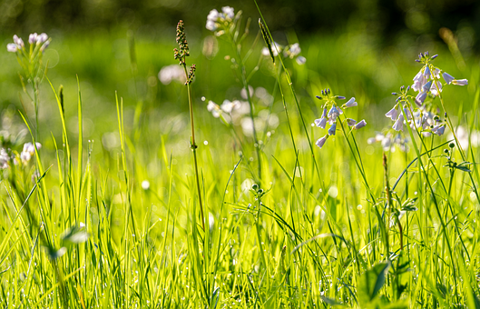 Free Meadow Nature illustration and picture