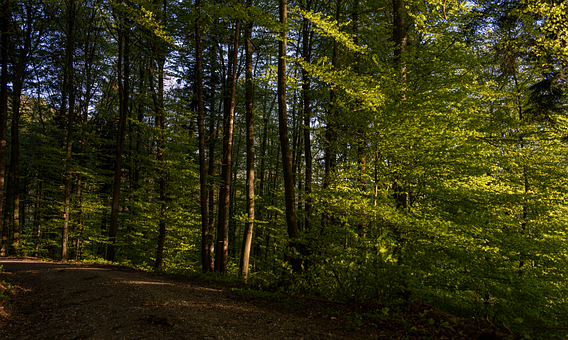 Free Nature Forest illustration and picture