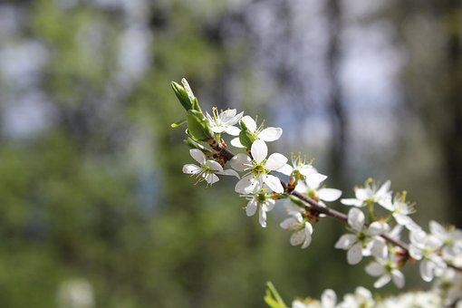 Bloeien, Natuur, Forest, Flora, Tak