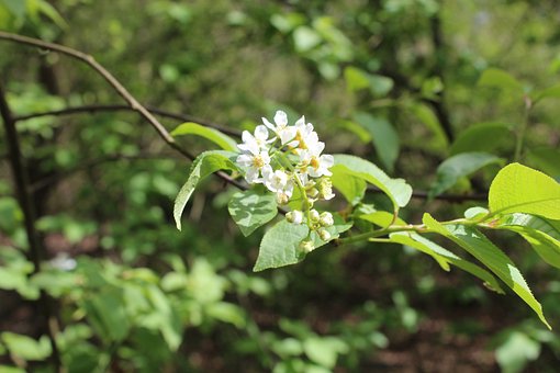 Bloeien, Natuur, De Lente, Forest