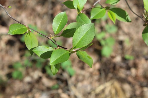 Forest, Natuur, Flora, Bladeren, Bush