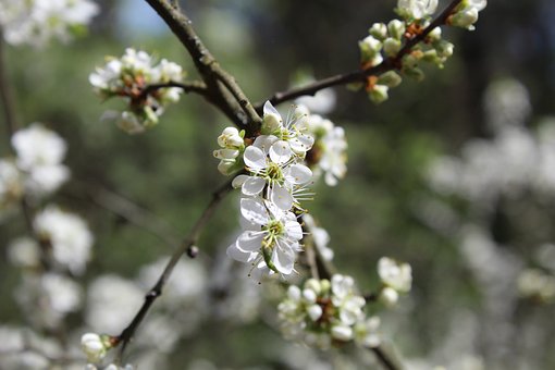 Boom, Bloom, De Lente, Woud