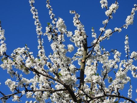 Blomster, Træ, Blomme, Have, Natur