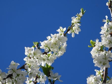Blomster, Blomme, Have, Træ, Natur