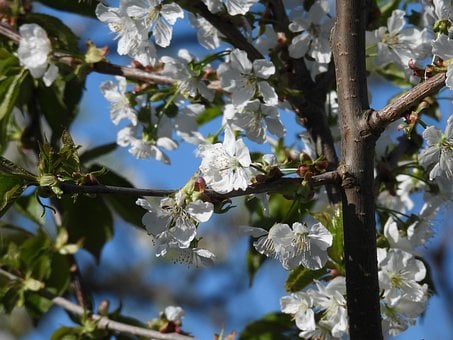 Blomme, Blomst, Korn, Haven, Træ, Natur