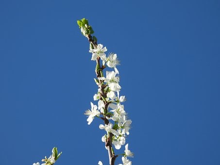 Blomme, Blomst, Korn, Haven, Træ, Natur