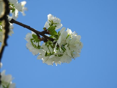 Blomme, Blomst, Korn, Haven, Træ, Natur