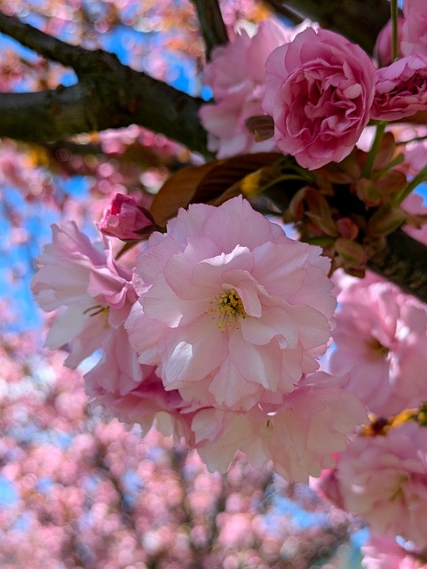 Free Flower Spring photo and picture