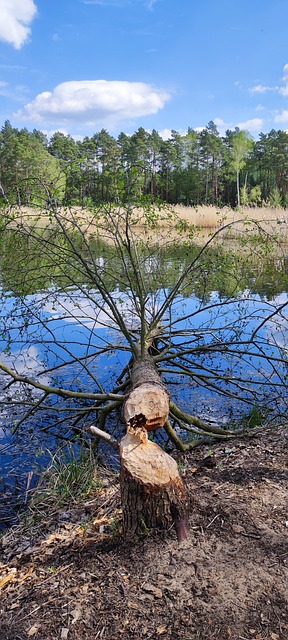 Free Forest Trees photo and picture