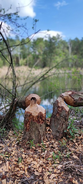 Free Water Forest photo and picture