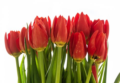 Free Tulip Flower photo and picture