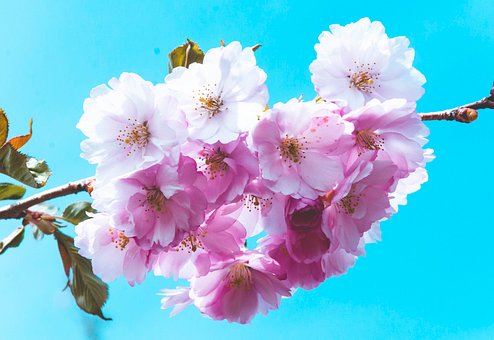 Free Cherry Spring photo and picture