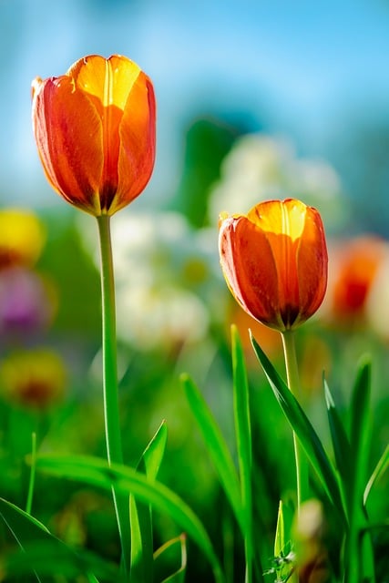 Free Tulips Flowers photo and picture
